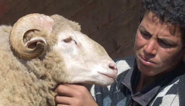 No sheep for Eid, king tells Moroccans