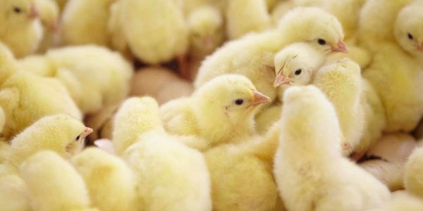 ‘Nkoko nkitinkiti’ project will save Ghana US$300 million on imported chicken – President Mahama