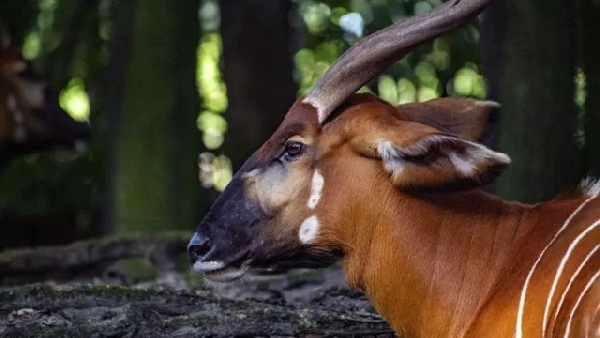 Kenya receives 17 rare antelopes from the US