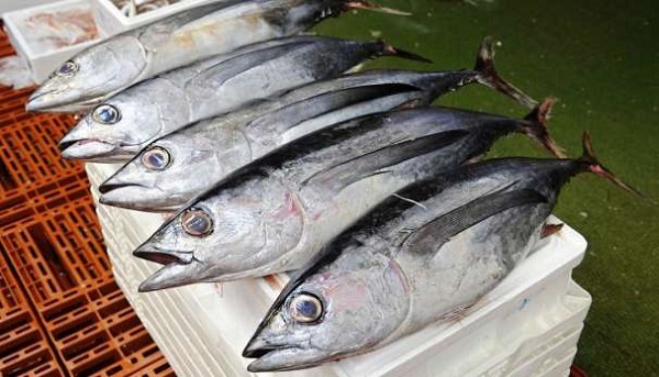 Tuna fishers protest exorbitant licence rate