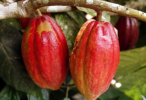 Do you know you will go to prison in Ghana if you harvest and process cocoa on your farm?