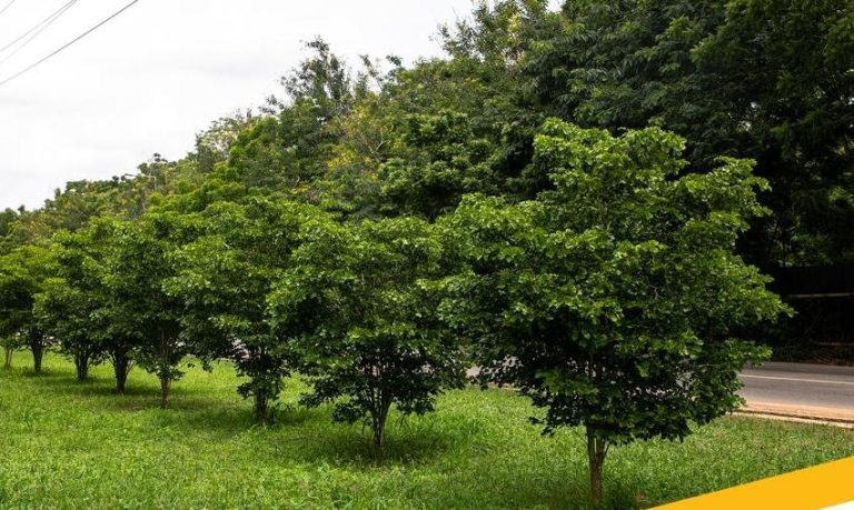 Dry weather conditions affecting growth of Green Ghana trees