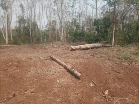 Illegal Chainsaw Operators Destroying Juaboso Forest Reserve