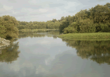 Wetlands are disappearing three times faster than forests – Foresty Commission 
