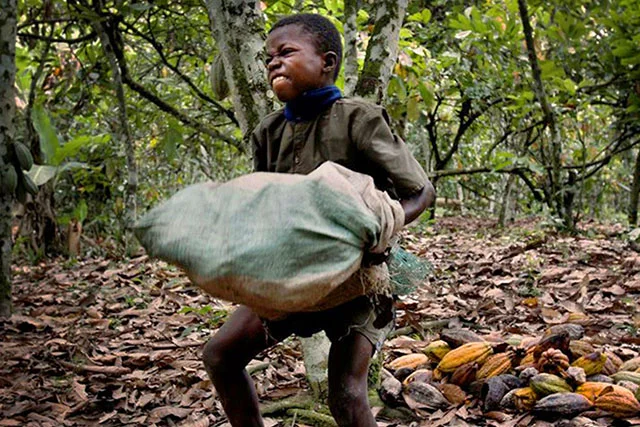 Stakeholders decry child labour in cocoa communities