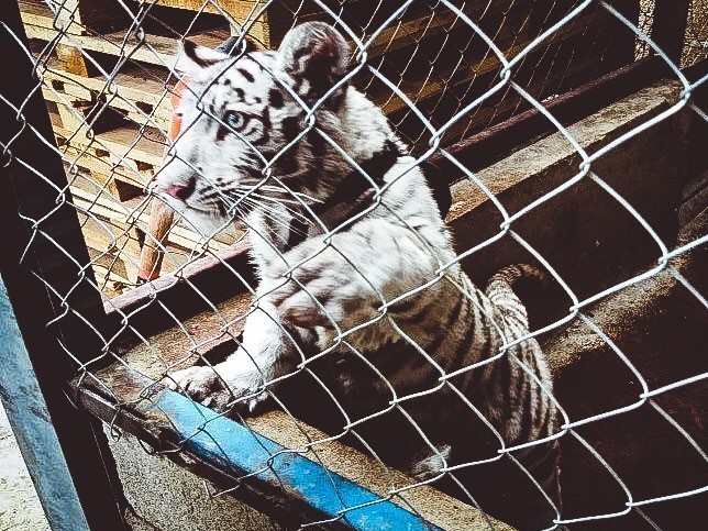 Investigators rescue around 20,000 protected animals from smugglers