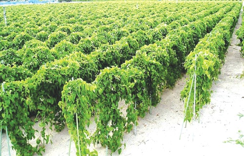 How to boost agriculture and cut Ghana’s over $3.5bn food import bill