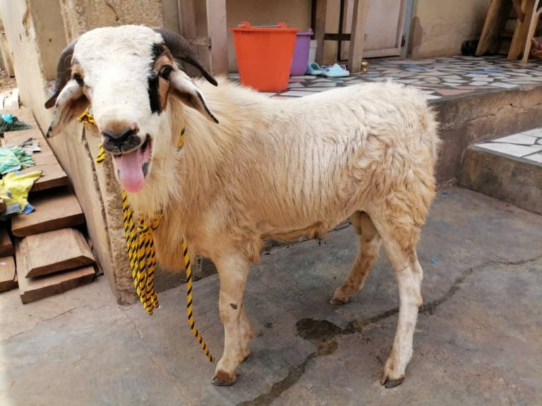 More Trouble For Sheep Thief