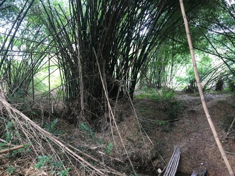 ABC criticises unregulated bamboo harvesting in Ghana 