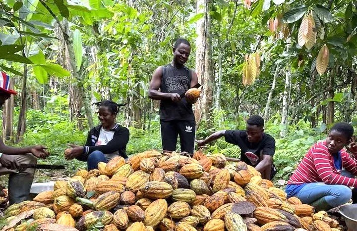 Ghana Pursues Cocoa Sector Overhaul Through Regional and Global Partnerships