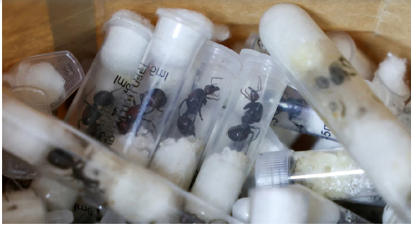 Belgian teens arrested with 5,000 smuggled ants as Kenya warns of changing trafficking trends