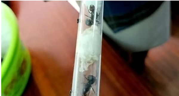 Ant smugglers caught with hundreds of prized insects in Kenya
