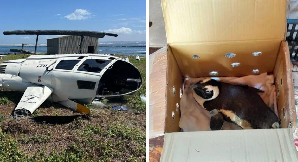 Unsecured penguin caused helicopter crash in South Africa