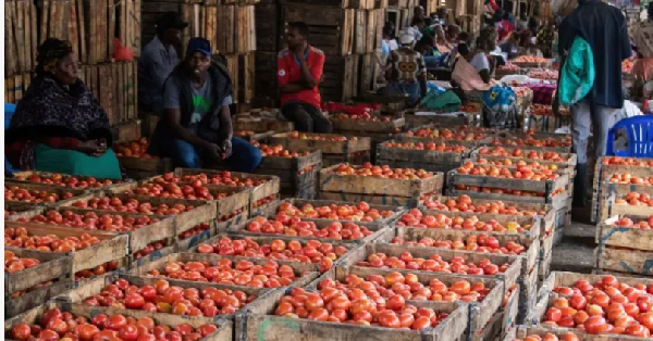 Nigerian tomato farmers lose 2 billion naira to insect infestation, fear say price fit shoot up