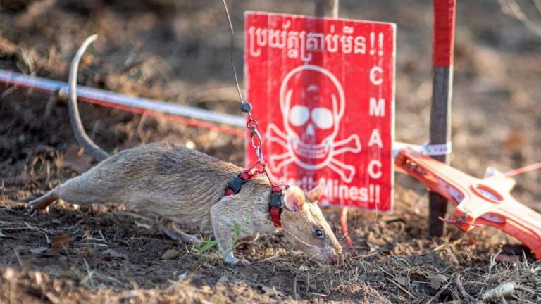 African rat detecting mines in Cambodia breaks all records