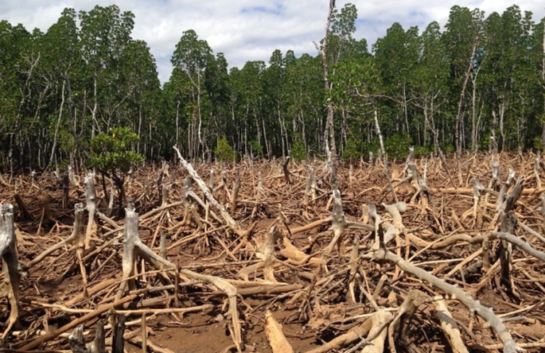 Reclaiming Ghana’s degraded forests for sustainable development  