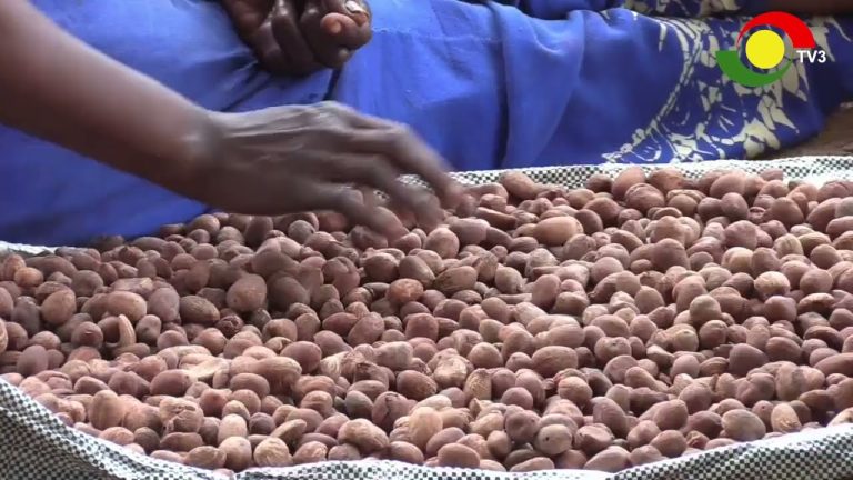 Ghana Shea Employers urge gov’t to ban shea nut exports to protect local industry