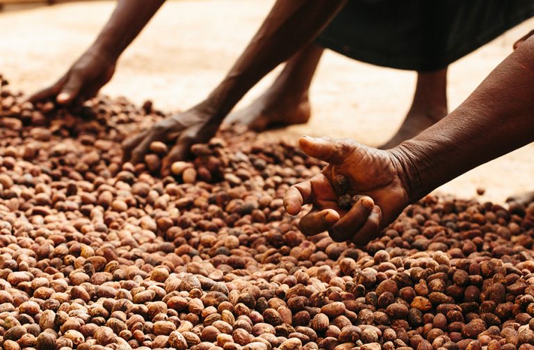 Shea Employers Association wants ban on raw nuts export