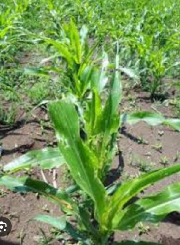 Fall Armyworms destroying corn farms in Adaklu Kodzobi Electoral Area