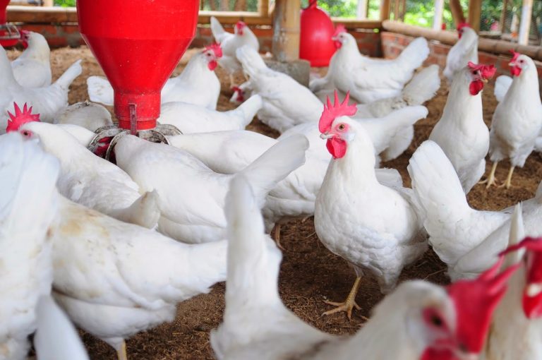 Poultry value chain needs urgent support to thrive – Ralph Ayitey