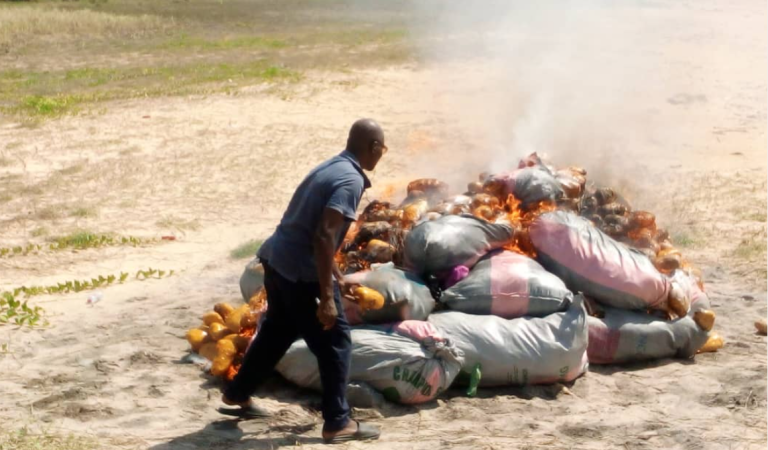 Police destroy 24 bags of suspected cannabis