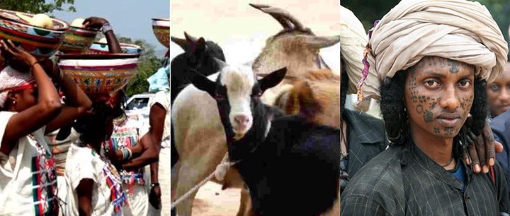 “Why We Don’t Eat Goat Meat”- Fulani Shares