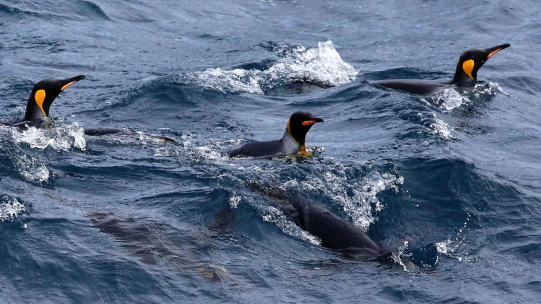 US defends tariffs on remote island of penguins and seals