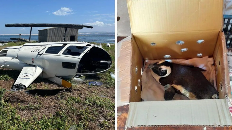 Unsecured penguin caused helicopter crash in South Africa