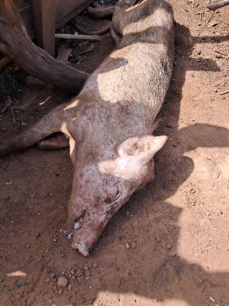 Suspected African Swine Fever outbreak in Damongo kills hundreds of pigs