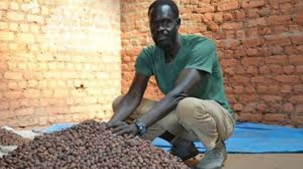 Why the trees behind shea butter beauty cream are under threat