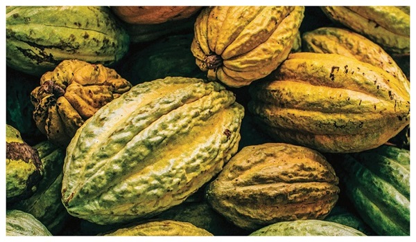 Cocoa advocacy group calls on the government to address price disparity