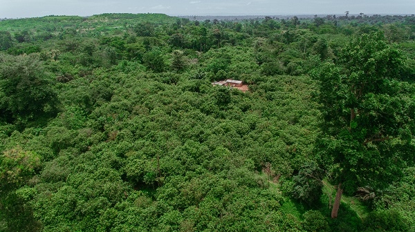 ‘Repeal LI 2462 now or lose our forests forever’