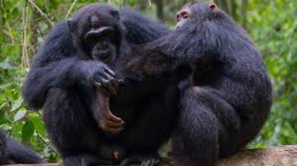 Wild chimpanzees filmed using forest ‘first aid’