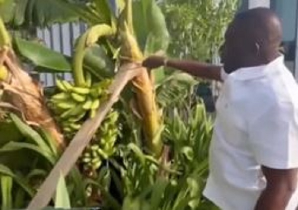 Watch Dr Osei Kwame Despite cutting plantain, embracing farming life