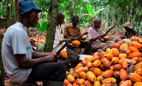 New Cocoa Price: We’ll give more than what Côte d’Ivoire is offering