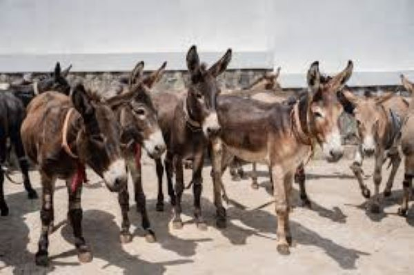 A free clinic for donkeys, vital to Ethiopia’s economy
