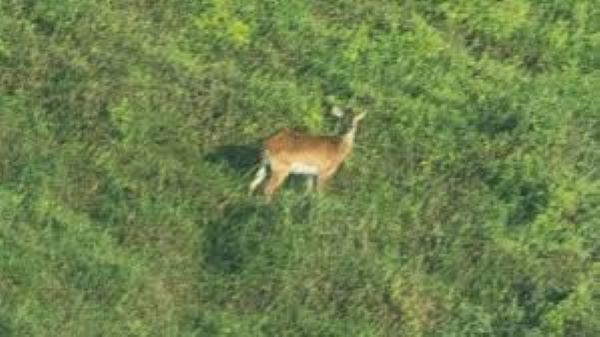Rare antelope captured on camera as experts say under 100 exist