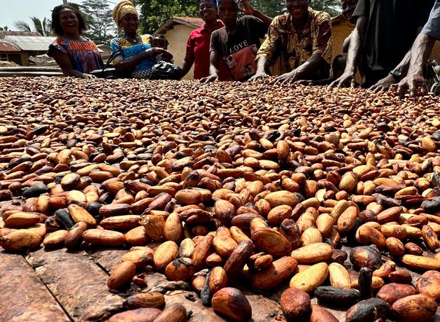 Smugglers and weather hit Ghana’s cocoa output