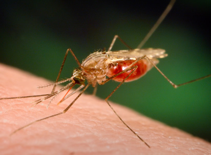 Ghana records 45% reduction in malaria among children under five