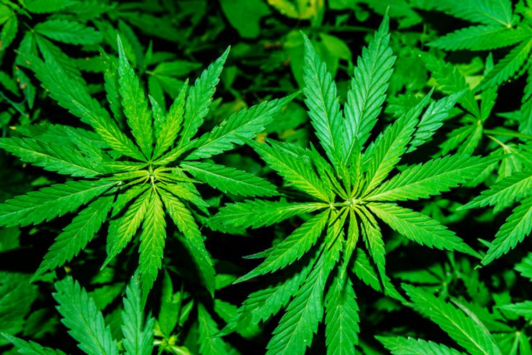 Oral ingestion of marijuana: Promising treatment for malaria, chronic pain, sleep disorders