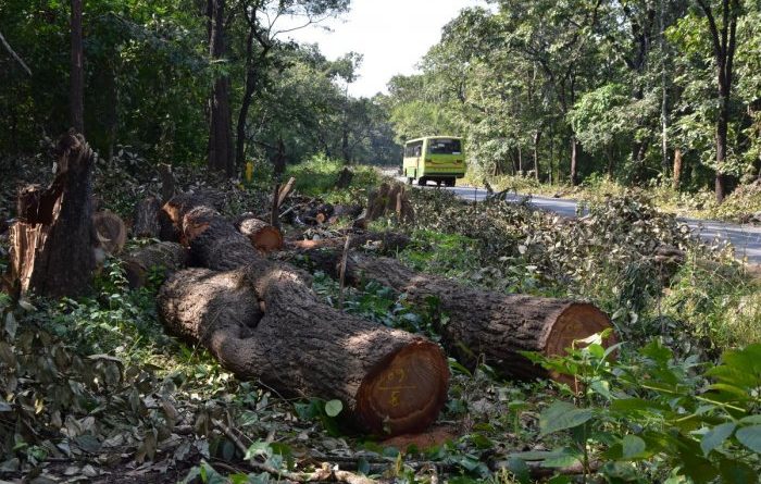 A Rocha Ghana demands end to tree felling along atomic-Kwabenya highway