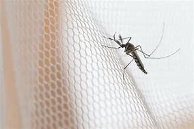 Research Scientists call for investments in Malaria research and elimination  