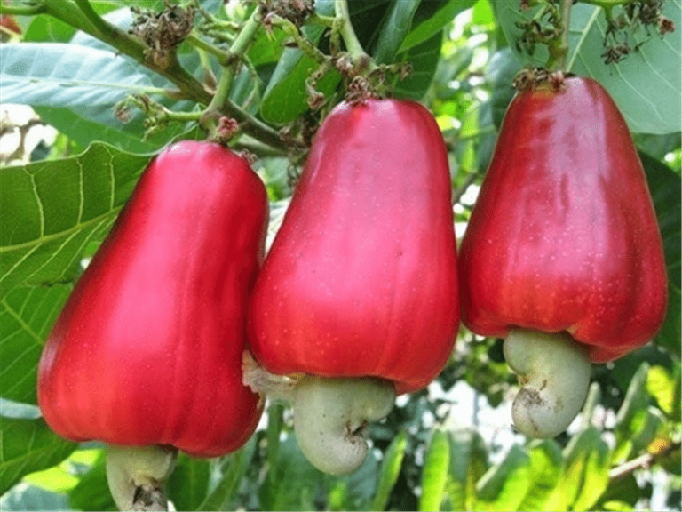 Two local cashew processing factories to shut down over operational challenges