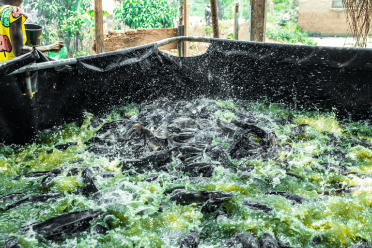 Empowering rural women through aquaculture: KIC’s alternative livelihood approach