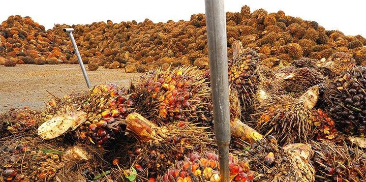 Our seedlings can boost Ghana’s economy