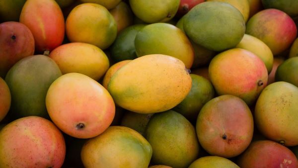 Government pegs minimum price of mango at GH¢4 per kilogram for 2025 major season