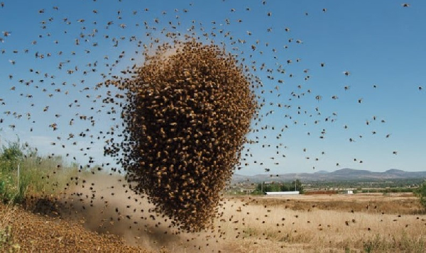 Bees attack candidates at exam centre in Wa