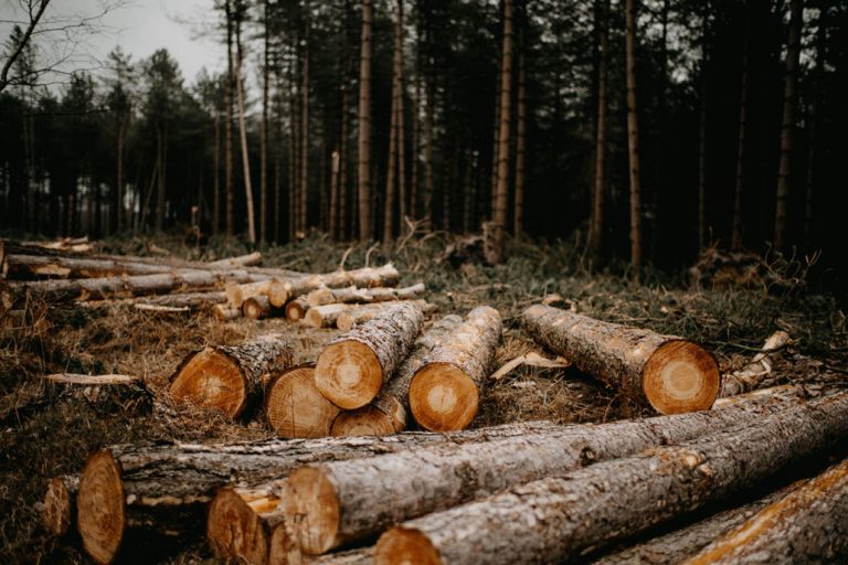 EU’s plan to tackle global deforestation meets resistance at home