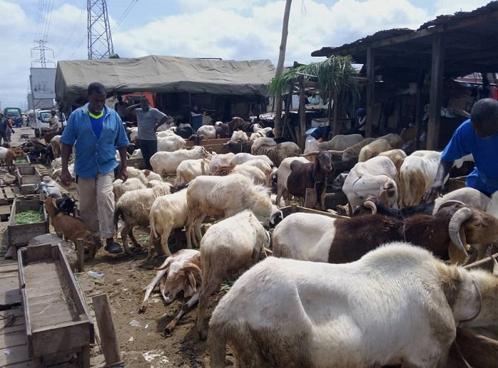 Livestock dealers record low sales amid Eid-ul-Adha