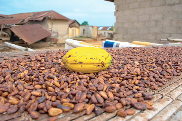 Transporting cocoa beans without authority: Four granted GH¢1.3 million bail